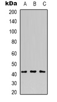 1 - Anti-MVK Antibody AP53356