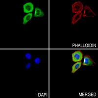 3 - Anti-Myosin 14 Antibody AP53357