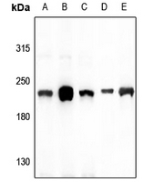 1 - Anti-Myosin 14 Antibody AP53357