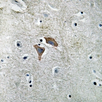 19 - Anti-OMGP Antibody AP53358
