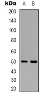 1 - Anti-OMGP Antibody AP53358