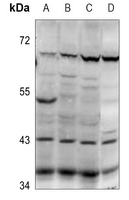 1 - Anti-PABPC5 Antibody AP53359