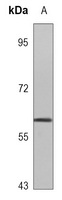 1 - Anti-PHF1 Antibody AP53360
