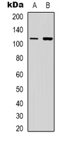 1 - Anti-PI3K p110 gamma Antibody AP53361