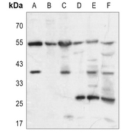 1 - Anti-GPR10 Antibody AP53363