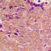 19 - Anti-PSMC3 Antibody AP53364