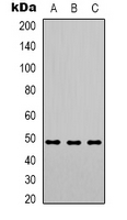 1 - Anti-PSMC3 Antibody AP53364
