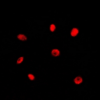 3 - Anti-RAD21 Antibody AP53366