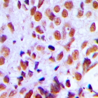 19 - Anti-RAD21 Antibody AP53366