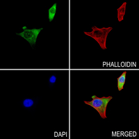 3 - Anti-Renin Antibody AP53367