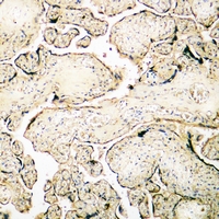 19 - Anti-Renin Antibody AP53367