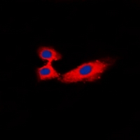 3 - Anti-Rabphilin 3A Antibody AP53368