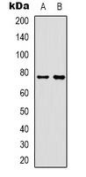 1 - Anti-Rabphilin 3A Antibody AP53368