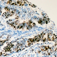 19 - Anti-RRS1 Antibody AP53370