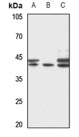 1 - Anti-RRS1 Antibody AP53370