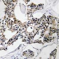 19 - Anti-RSAD1 Antibody AP53371
