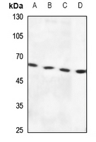 1 - Anti-RSAD1 Antibody AP53371