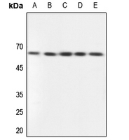 1 - Anti-GPCR135 Antibody AP53372