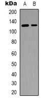 1 - Anti-SFRS15 Antibody AP53373