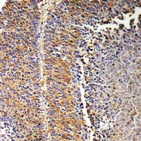 19 - Anti-SH2D2A Antibody AP53374