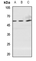 1 - Anti-ZNT1 Antibody AP53375