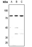 1 - Anti-TAF15 Antibody AP53376
