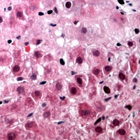 19 - Anti-TUFM Antibody AP53377