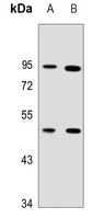 1 - Anti-TUFM Antibody AP53377