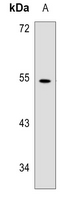 1 - Anti-WIPF1 Antibody AP53378