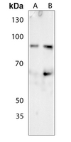 1 - Anti-Ku80 (Phospho-T714) Antibody AP53379