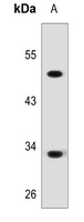 1 - Anti-ZFP36L2 Antibody AP53380
