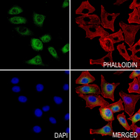 3 - Anti-ZFYVE19 Antibody AP53381