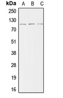 1 - Anti-ACTN2 Antibody AP53654