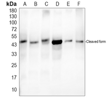 0 - Anti-Aggrecan Antibody AP53656