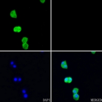 3 - Anti-AMD1 Antibody AP53657