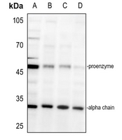 1 - Anti-AMD1 Antibody AP53657