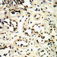 19 - Anti-CDK1/2/3 (Phospho-T14) Antibody AP53658