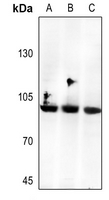 1 - Anti-CD66b Antibody AP53660