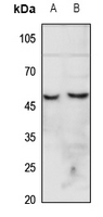 1 - Anti-CHRNA7 Antibody AP53661