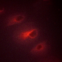 3 - Anti-Catenin alpha 1/2 Antibody AP53662