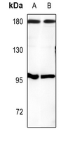 1 - Anti-CUX1 Antibody AP53663