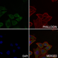 3 - Anti-Cytochrome P450 2C9 Antibody AP53664