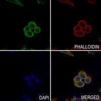 3 - Anti-Cytochrome P450 4A11/22 Antibody AP53665