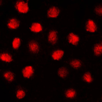 3 - Anti-EGR Antibody AP53666