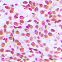19 - Anti-EGR Antibody AP53666