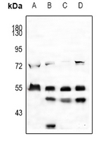 1 - Anti-EGR Antibody AP53666