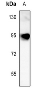 1 - Anti-Fibulin 1 Antibody AP53668