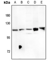 1 - Anti-FOXM1 Antibody AP53669