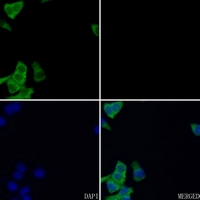 3 - Anti-FR gamma Antibody AP53670
