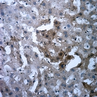 19 - Anti-FR gamma Antibody AP53670
